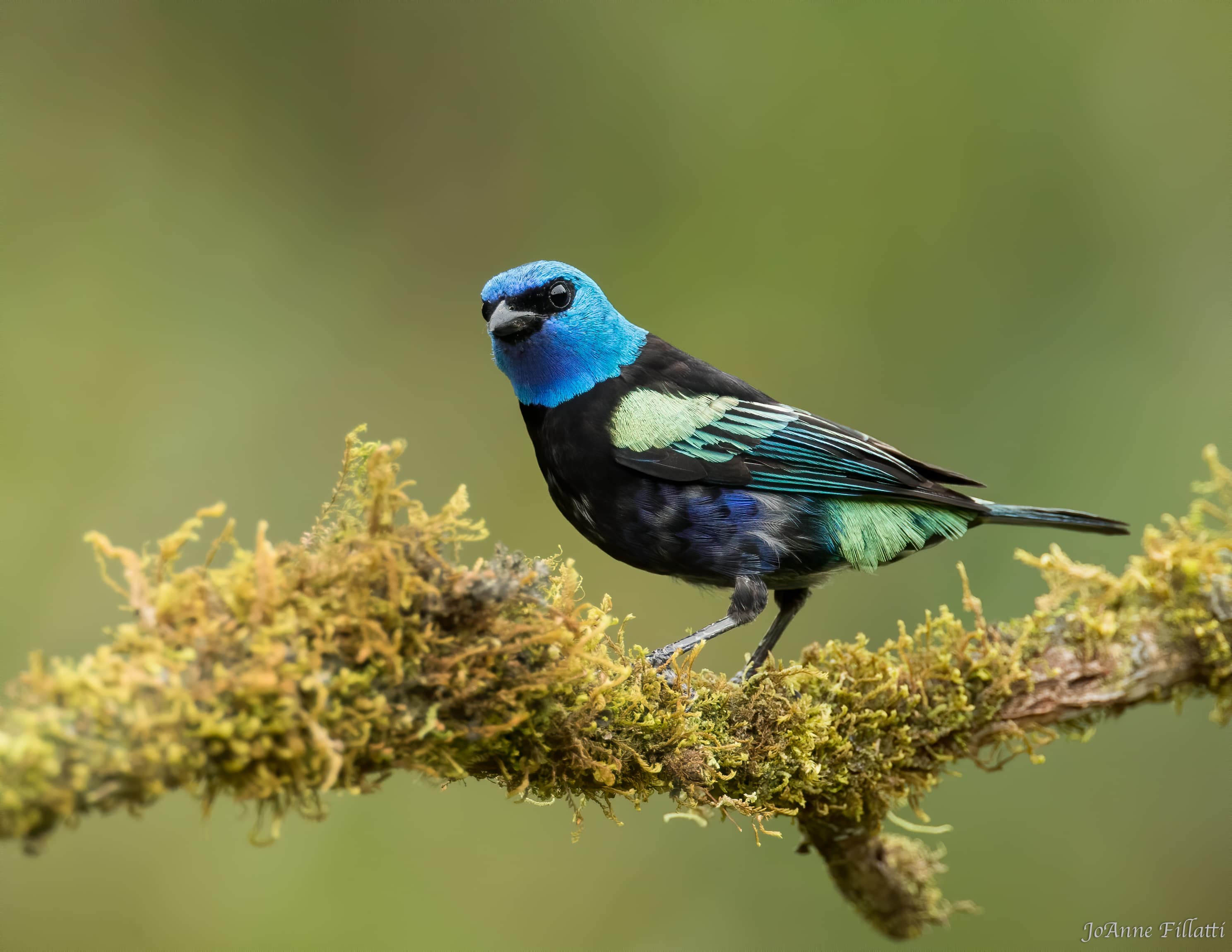 bird of colombia image 15